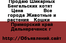 Продаю Шикарных Бенгальских котят › Цена ­ 17 000 - Все города Животные и растения » Кошки   . Приморский край,Дальнереченск г.